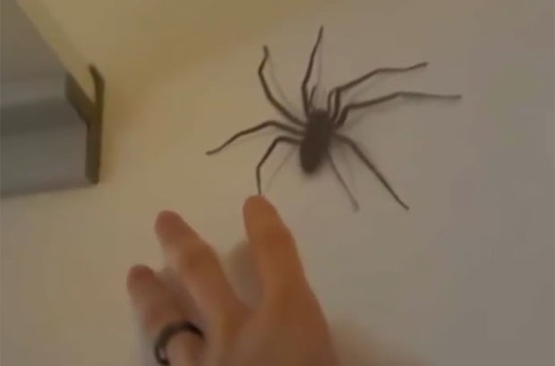 aranha