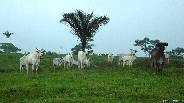 Governo do Acre esqueceu a "Florestania" e investiu na Pecuária e Agricultura cattle acre 624x351 fabiopontes