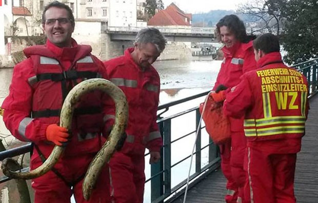 Equipe de bombeiros encontrou apenas uma abóbora com formato curioso (Foto: Reprodução/Facebook/FF Steyr) bombeiros