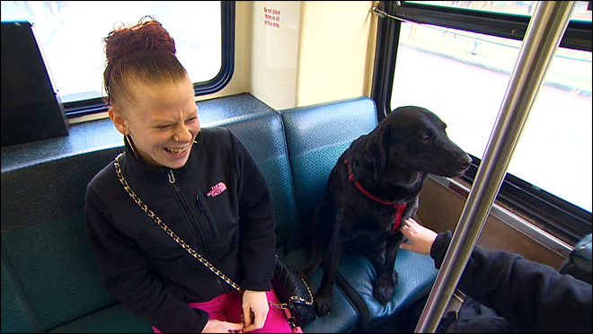 cachorra-onibus-3
