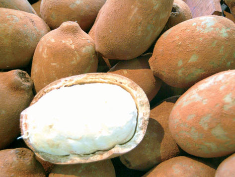 Além do Pará, seu maior produtor, a fruta é encontrada no Amazonas, Rondônia, Acre e Maranhão Polpa-cupuacu-sucesso-consumida-alcoolica ACRIMA20110209 0021 13
