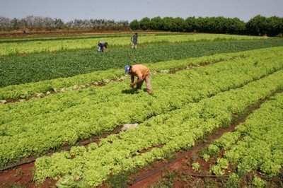 A lista completa dos produtos está no Diário Oficial da União (DOU) desta quarta-feira (11) pronaf