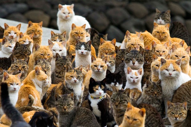 2015-03-03t065939z 105387823 gm1eb330nob01 rtrmadp 3 japan-cats