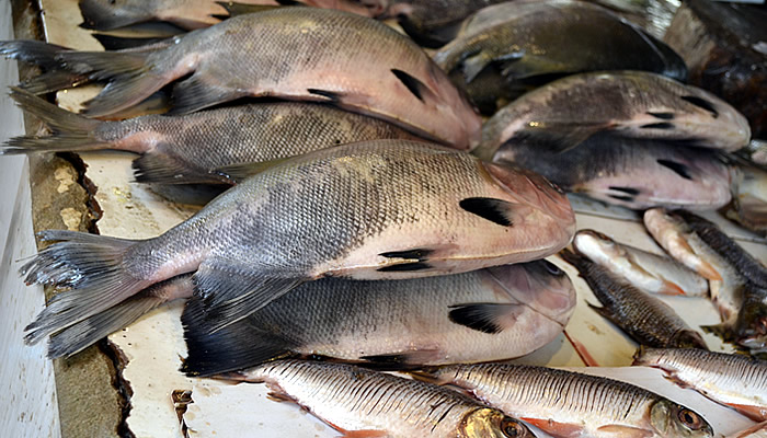 Feira-de-Peixe1-2015