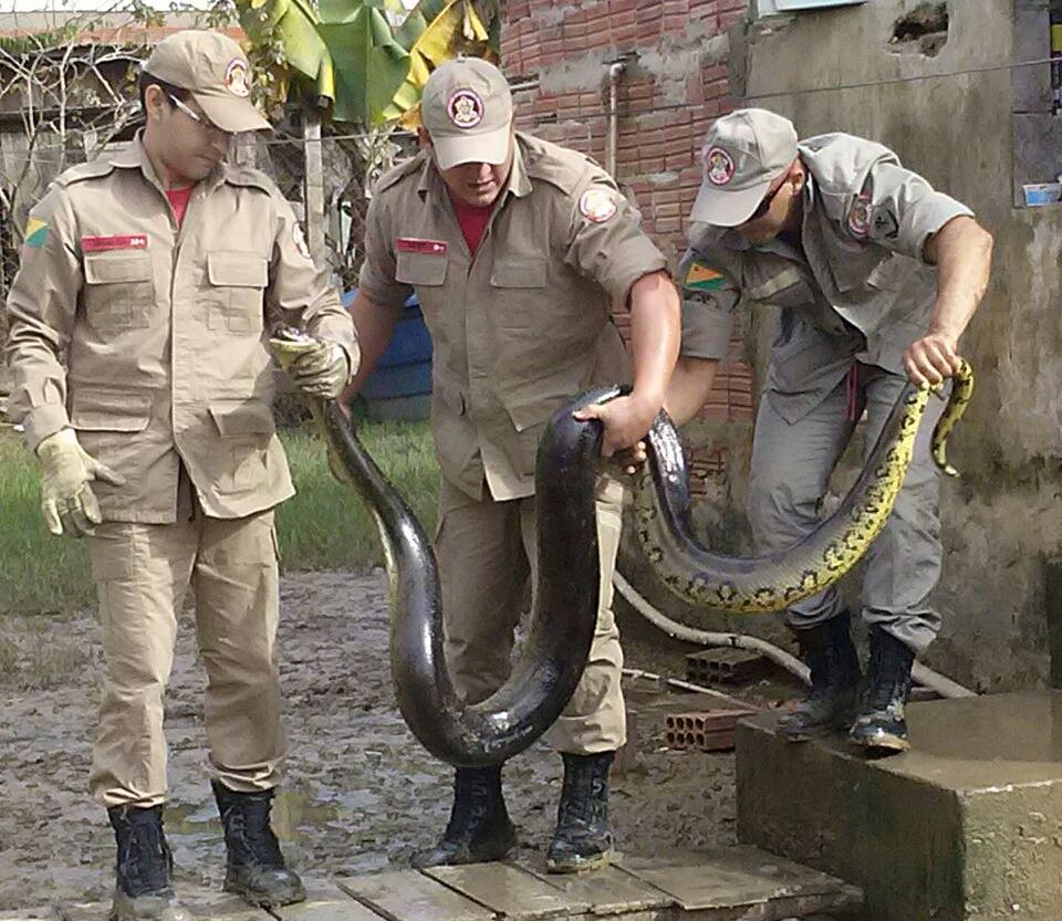 o animal foi recolhido e encaminhado ao Parque Chico Mendes ate que seja devolvida ao seu habitat natural/Foto: Reprodução WhatsApp IMG-20150313-WA01211