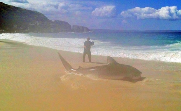 Brendon Hilder fisgou tubarão de 4 metros com linha de mão em praia australiana (Foto: Reprodução/Twitter/Australia Trends) tubarao2