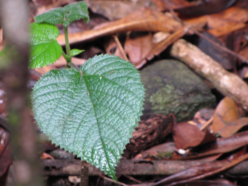 Dendrocnide-moroides-dor-838x629