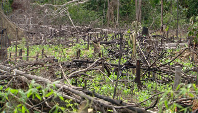 Grande parte da reserva foi desmatada para a criação de gado desmatamentochico2