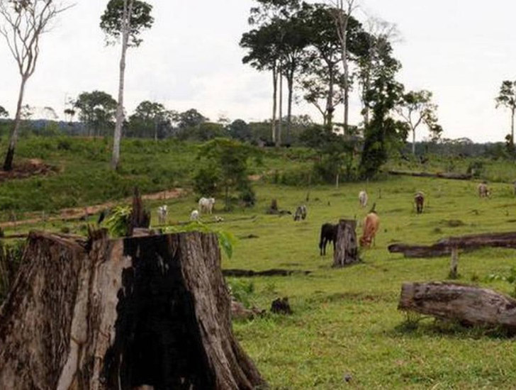 Desmatamento, pecuária e venda ilegal coloca em risco extrativismo na reserva Chico Mendes