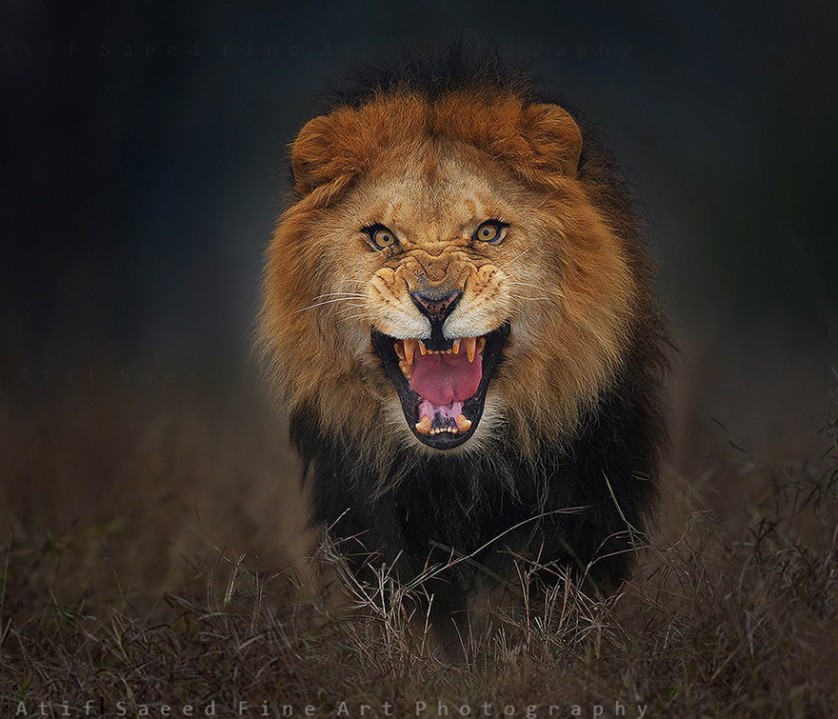 fotografo-escapa-leao-2-838x719