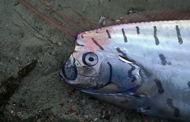 Peixe-remo foi achado em Aramoana Spit, perto do Porto de Otago (Foto: Reprodução/Facebook/New Zealand Marine Studies Centre and Aquarium) peixenzl1