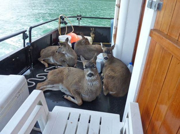 Pescador resgatou animais e os colocou em seu barco (Foto: Reprodução/Reddit/Ratamack) VEADOSALTOMAR 1