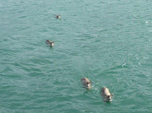 Pescador encontrou quatro veados no mar enquanto pescava no Alasca (Foto: Reprodução/Reddit/Ratamack) VEADOSALTOMAR 2