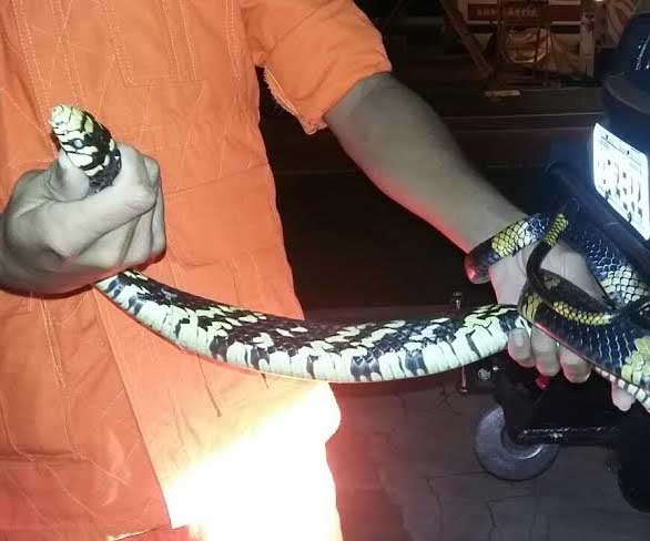 Escondida embaixo de esteira do aeroporto de Rio Branco, cobra avança e assusta passageiros