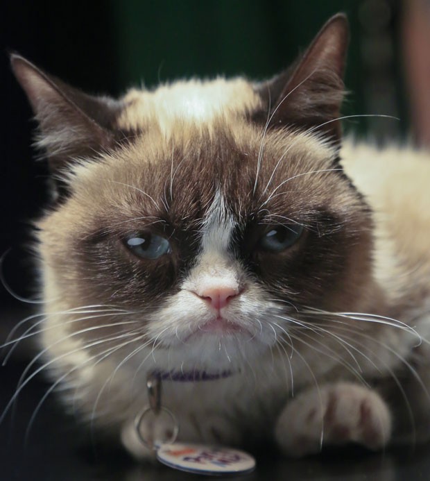 grumpy-cat- fran