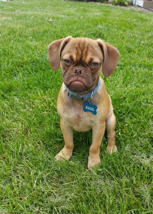 grumpy-dog