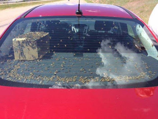 Motorista foi parado após ser flagrado com milhares de abelhas no carro (Foto: Reprodução/Facebook/Montana Highway Patrol) abelhas2