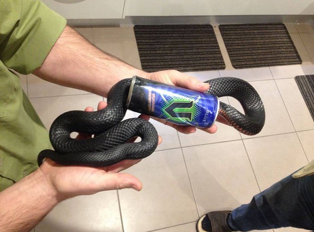 Cobra negra de barriga vermelha ficou entalada em lata de energético em Goodna (Foto: Reprodução/Facebook/Snake Catchers Brisbane, Ipswich, Gold Coast & Toowoomba) cobra-resgate