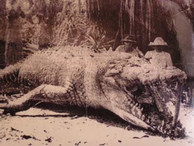 Polonesa Krystina Pawloski matou crocodilo de 8,6 metros em 1957 (Foto: Reprodução/Imgur/Craigydavi ) crocodilo8