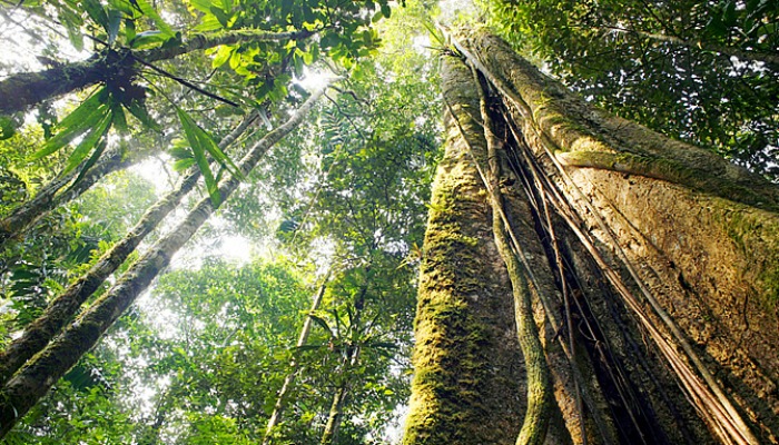Comissão aprova e Acre usará Selo Verde para produtos de menor impacto ambiental