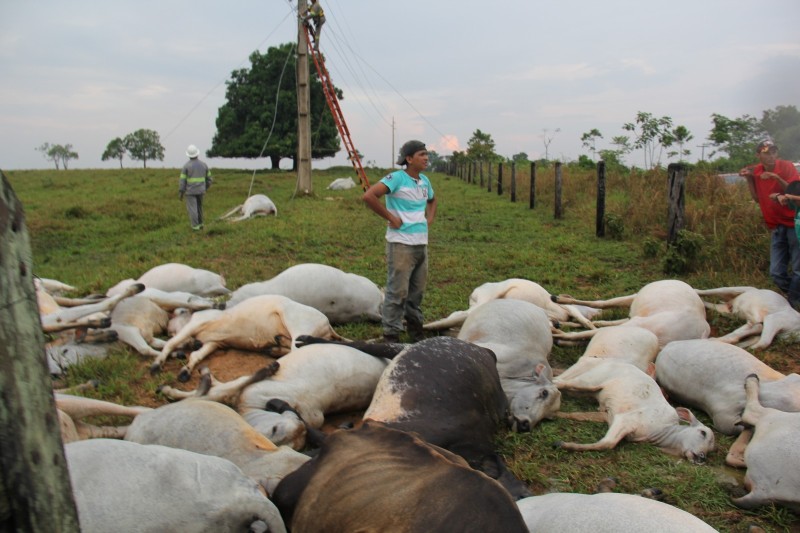 Mais de 30 vacas e bezerros morreram ao ser atingidos por fio de alta tensão/Foto: Reprodução WhatsApp