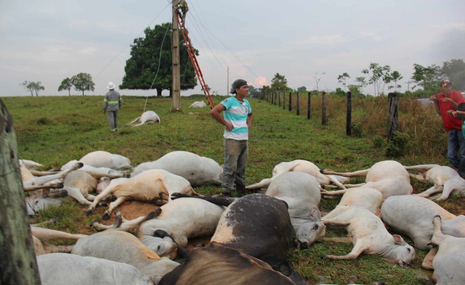 Fio de alta tensão se desprende durante temporal e mata mais de 30 cabeças de gado na fronteira