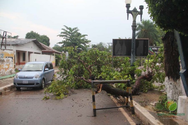 Temporal derrubou árvores em Brasiléia/Foto: O Alto Acre
