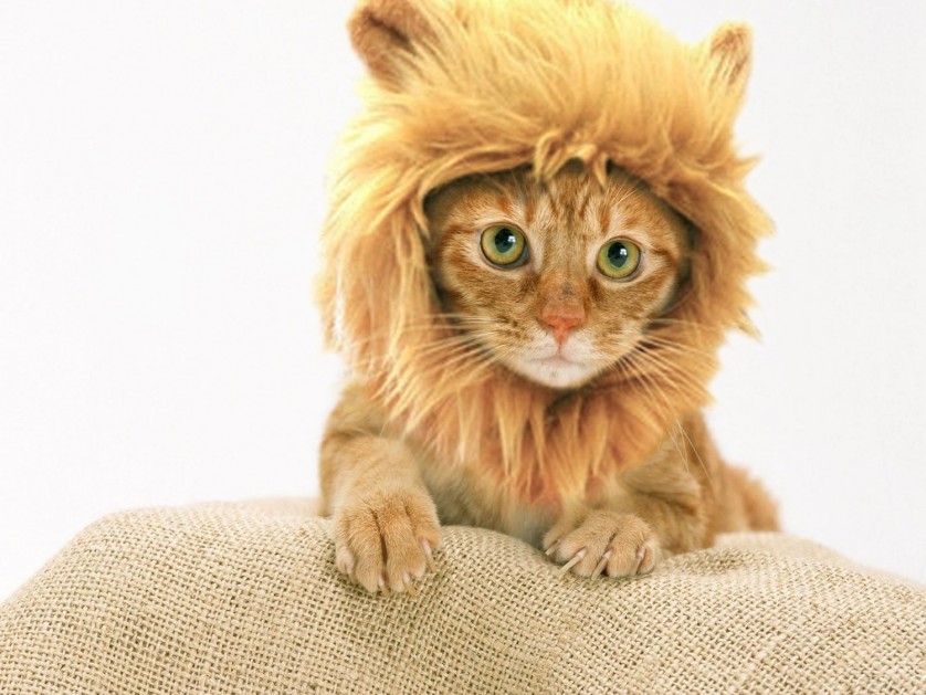 Cuidado com os gatos domésticos