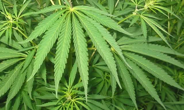 Justiça amplia liberação de substância da maconha para uso medicinal