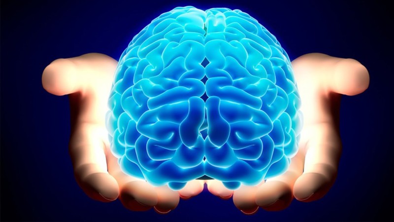 cerebro-humano