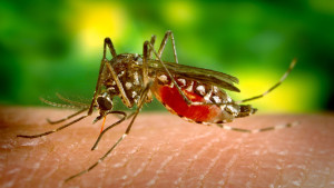 dengue
