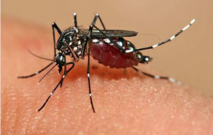 chikungunya1