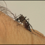 AEDES