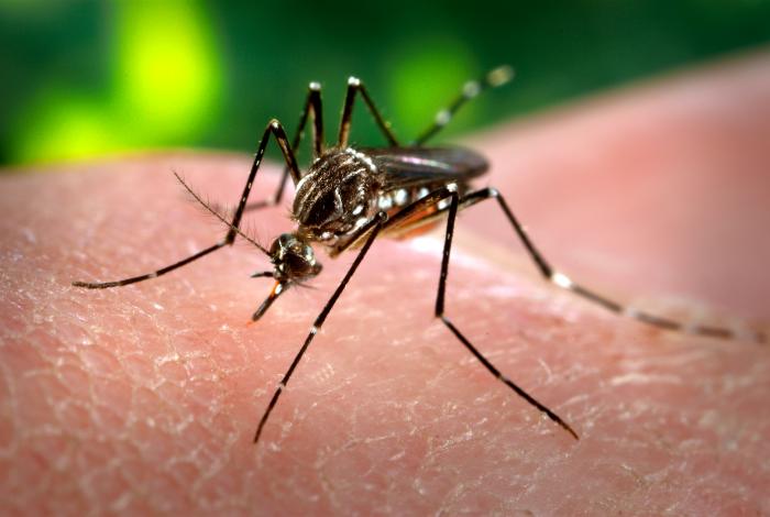 Aedes aegypti já se tornou mosquito doméstico, alerta epidemiologista