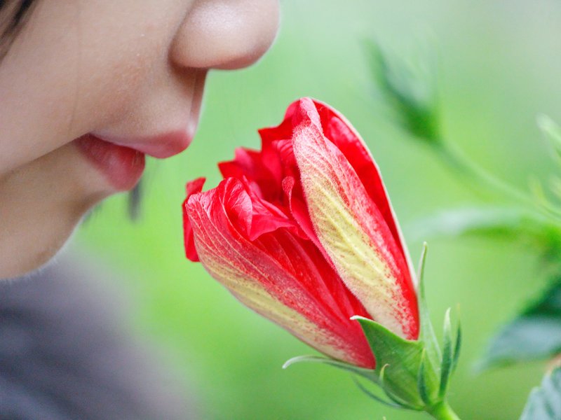 Seu nariz pode distinguir entre um trilhão de aromas diferentes