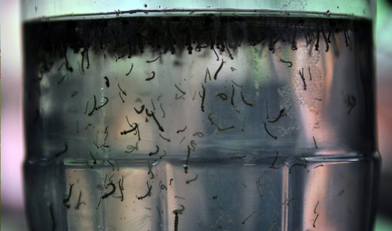Pesquisa usa plantas da Amazônia para produzir larvicida contra o Aedes