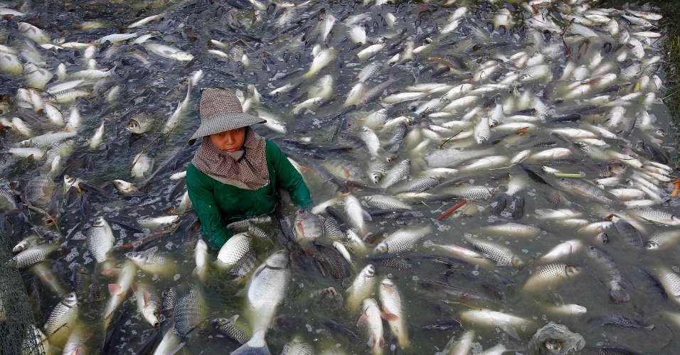 Toneladas de peixes mortos aparecem nas praias do Chile
