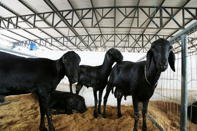 Genética de ponta mostra potencial da ovinocultura no mercado rondoniense