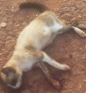 Até o gato de estimação da vítima foi morto