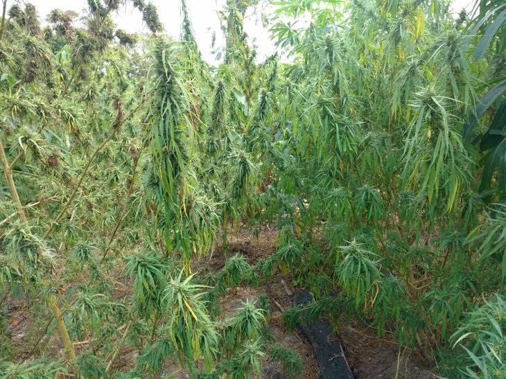 maconha5