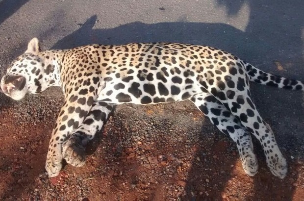 Onça pintada morre atropelada por carro ao tentar atravessar Estrada de Porto Acre
