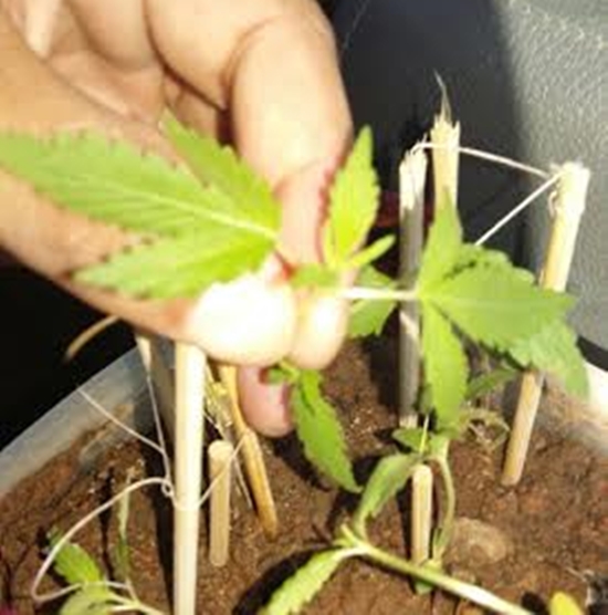 Depois de postarem vídeos na internet, presos agora plantam maconha em presídio do Acre