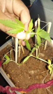 maconha