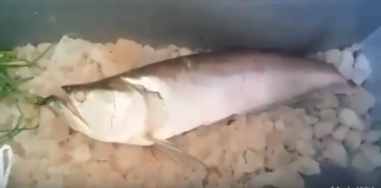 Pescador relata que seca amazônica está causando falta de pescado nos rios de Sena