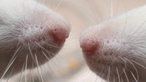 rat0s