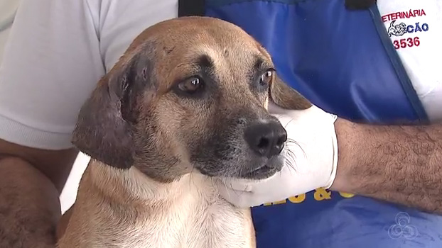 Sociedade Amor a Quatro Patas solicita ajuda para sanar dividas com tratamento de animais