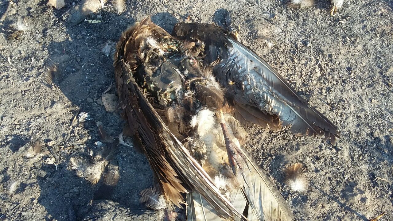 Queimadas em Sena matam animais silvestres e destroem vegetação