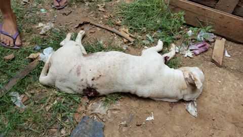 Um cachorro e uma cadela em gestação são mortos pela polícia, no Mocinha Magalhães