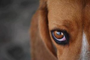 544943-maus-tratos-contra-animais-como-denunciar3