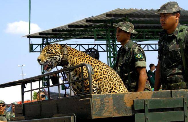 Efeito Juma: juíza proíbe Exército de utilizar onças em eventos